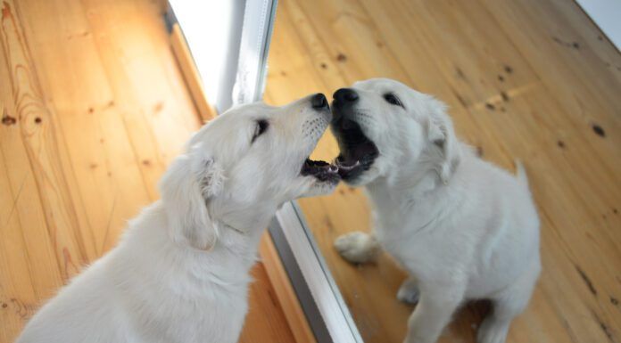 Do Dogs Recognize Themselves in the Mirror? Dogs do not typically recognize themselves in the mirror.