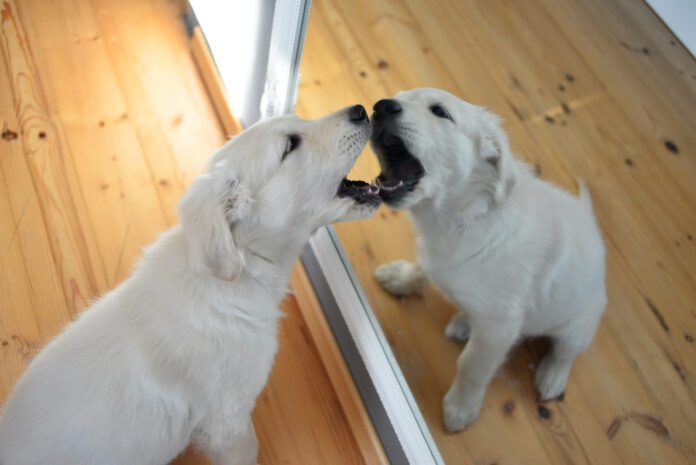 Dogs do not typically recognize themselves in the mirror.