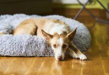 A white and cream colored dog laying in a dog bed looking at the camera.