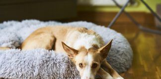 A white and cream colored dog laying in a dog bed looking at the camera.