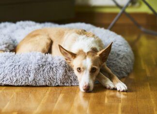 A white and cream colored dog laying in a dog bed looking at the camera.