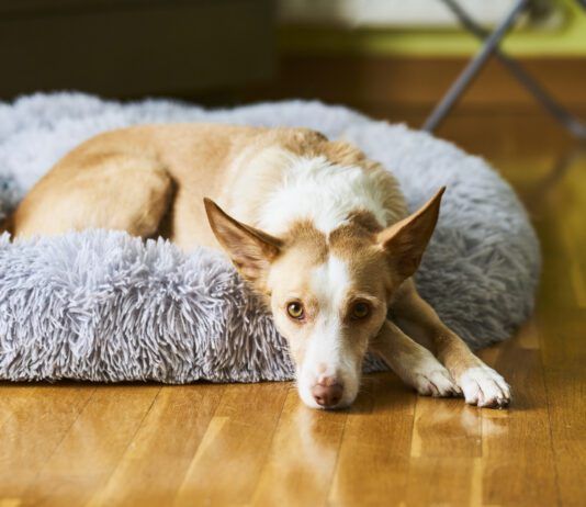 A white and cream colored dog laying in a dog bed looking at the camera.