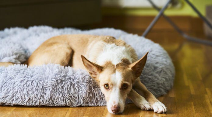 A white and cream colored dog laying in a dog bed looking at the camera.