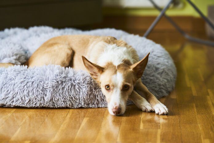 A white and cream colored dog laying in a dog bed looking at the camera.