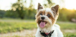 Small breed dogs are great companions, but teacup dogs push size to an unhealthy extreme.