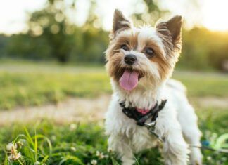 Should You Get a Teacup Dog? Small breed dogs are great companions, but teacup dogs push size to an unhealthy extreme.