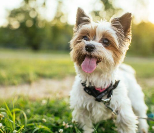 Small breed dogs are great companions, but teacup dogs push size to an unhealthy extreme.