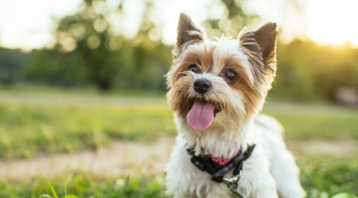 Should You Get a Teacup Dog? Small breed dogs are great companions, but teacup dogs push size to an unhealthy extreme.