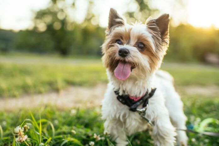Cute Biewer Yorkshire-Terrier dog outdoors in summer Small breed dogs are great companions, but teacup dogs push size to an unhealthy extreme.
