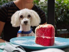 Can dogs eat sugar? They can but it isn't a good idea.