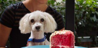 Can dogs eat sugar? They can but it isn't a good idea.