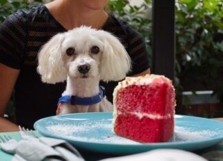 Can dogs eat sugar? They can but it isn't a good idea.