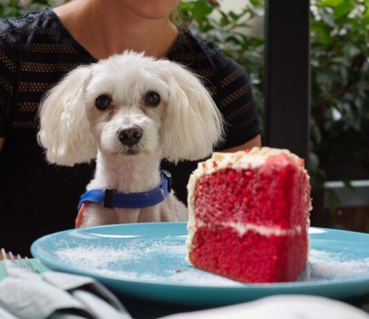 Can dogs eat sugar? They can but it isn't a good idea.