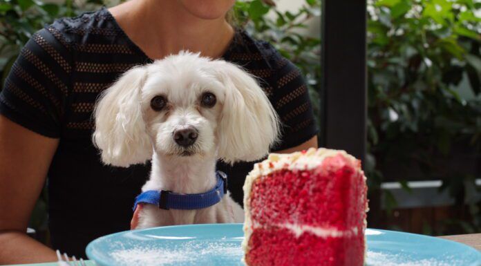 Can dogs eat sugar? They can but it isn't a good idea.