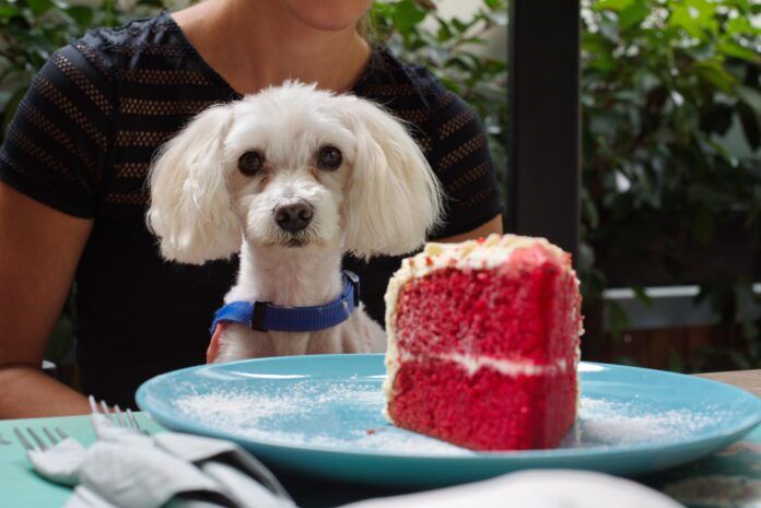 Can dogs eat sugar? They can but it isn't a good idea.