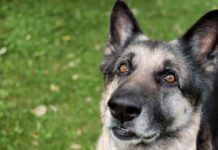 How Does Vitiligo Start? A graying muzzle on its own isn't a sign of vitiligo in dogs.