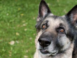 A graying muzzle on its own isn't a sign of vitiligo in dogs.