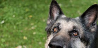 A graying muzzle on its own isn't a sign of vitiligo in dogs.