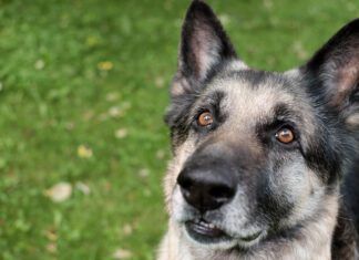 A graying muzzle on its own isn't a sign of vitiligo in dogs.