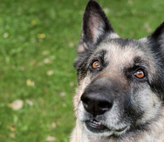 A graying muzzle on its own isn't a sign of vitiligo in dogs.