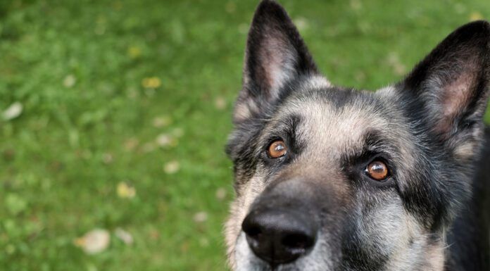 A graying muzzle on its own isn't a sign of vitiligo in dogs.