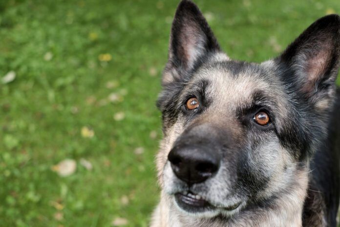 A graying muzzle on its own isn't a sign of vitiligo in dogs.