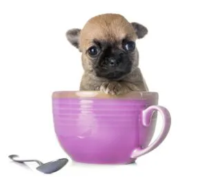 Teacup dogs push small dog sizes to an unhealthy extreme.