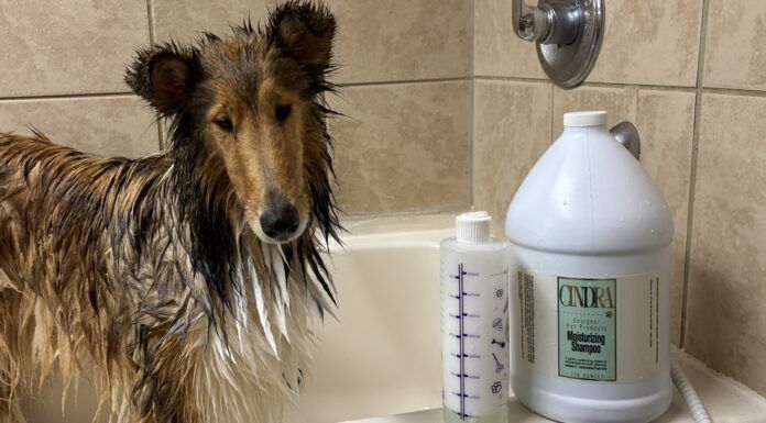 The best dog shampoos for dry skin help a dog maintain both a good coat and healthy skin.