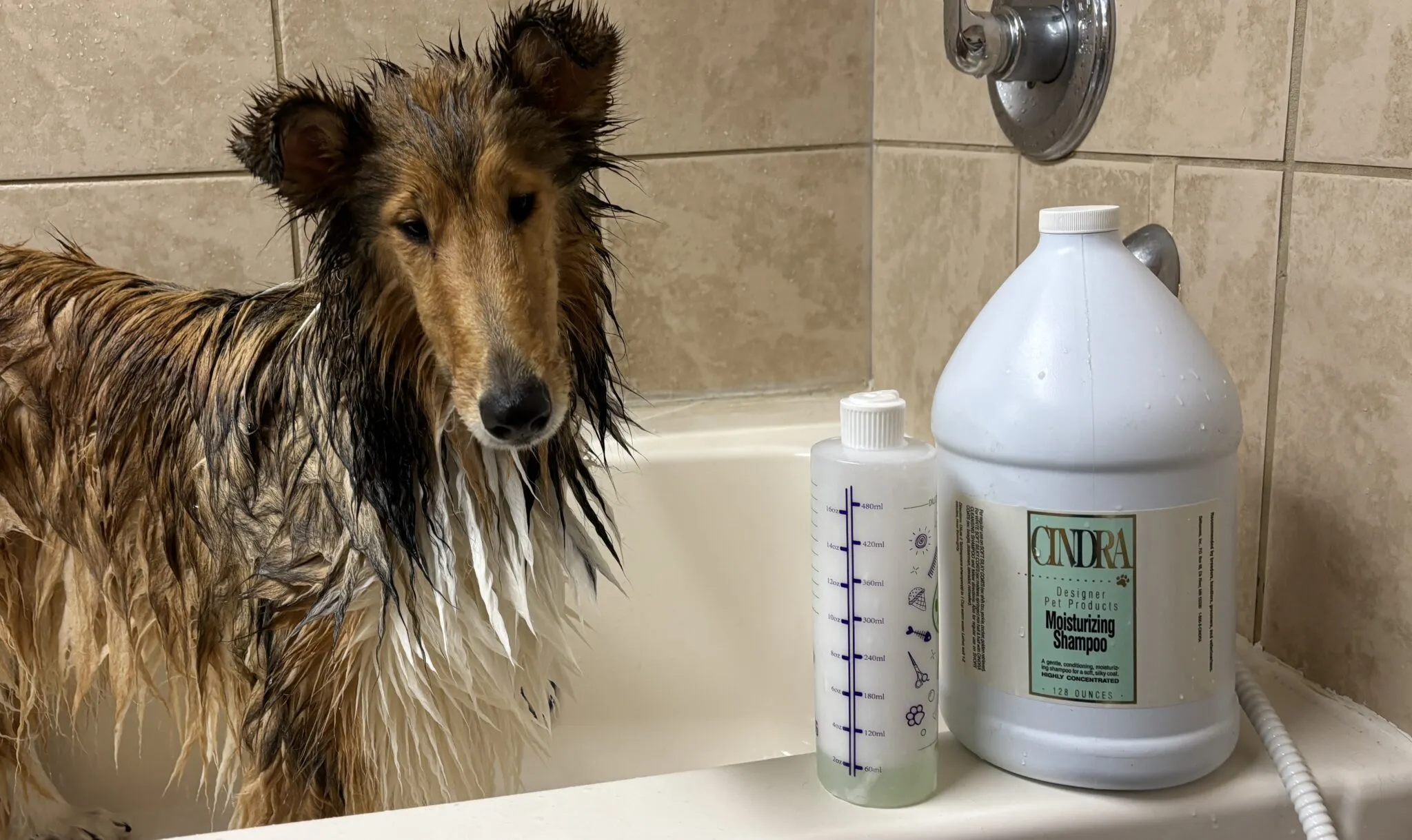 Best Dog Shampoos for Dry Skin