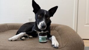 Dog dental powder is a dog dental product that provides an alternative to dog toothpaste