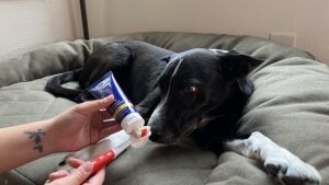Flavored dog toothpastes engage both taste and smell and are an excellent dog teeth cleaning product.