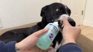 Dental rinse is a good dog dental project for dogs who are resistant to toothbrushing.