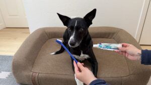 Dental kits include both toothbrush and toothpaste and are a value dog dental product.