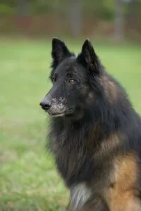 A young dog with a graying muzzle possibly suffer from vitiligo.
