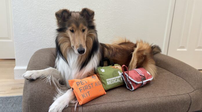 Best Dog First Aid Kits The best dog first aid kits can differ depending on whether they're meant to be use at home or in the field.