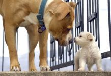 Early socialization can help dog develop by teaching dogs how to communicate early.
