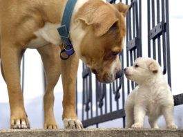 How Do Dogs Communicate With Each Other? Early socialization can help dog develop by teaching dogs how to communicate early.