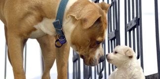 Early socialization can help dog develop by teaching dogs how to communicate early.