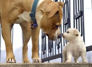 How Do Dogs Communicate With Each Other? Early socialization can help dog develop by teaching dogs how to communicate early.
