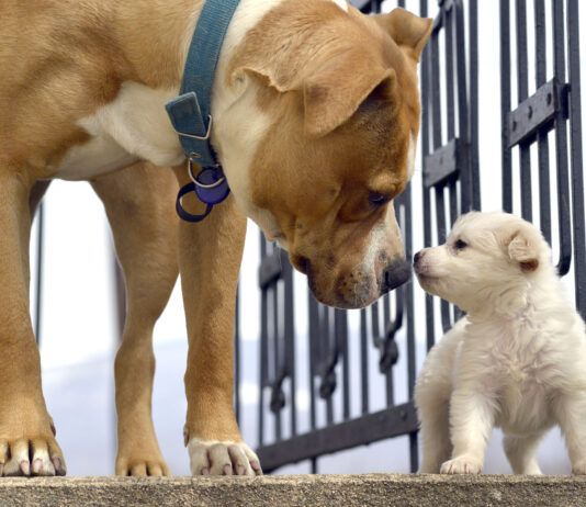 Early socialization can help dog develop by teaching dogs how to communicate early.