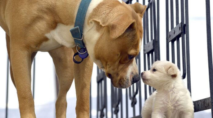 Early socialization can help dog develop by teaching dogs how to communicate early.