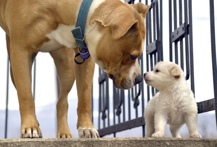 Early socialization can help dog develop by teaching dogs how to communicate early.