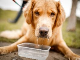 Laryngeal Paralysis in Dogs: Symptoms, Treatment, and What To Do Laryngeal paralysis in dogs