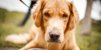 Laryngeal paralysis in dogs