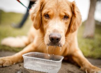 Laryngeal Paralysis in Dogs: Symptoms, Treatment, and What To Do Laryngeal paralysis in dogs