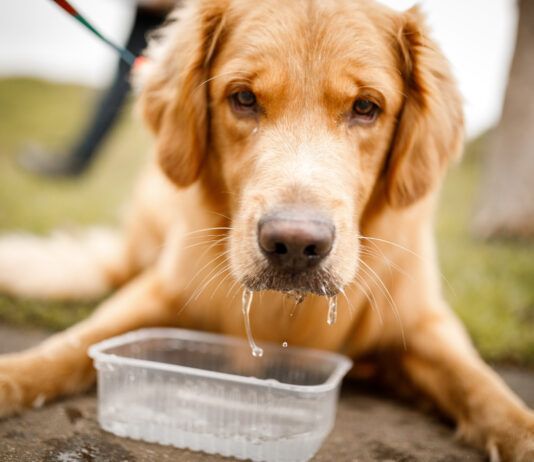 Laryngeal Paralysis in Dogs: Symptoms, Treatment, and What To Do Laryngeal paralysis in dogs