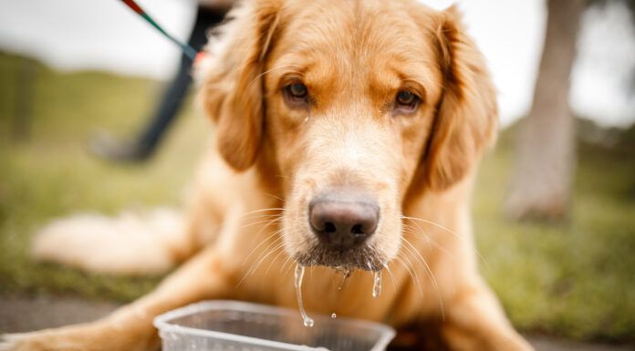 Laryngeal paralysis in dogs
