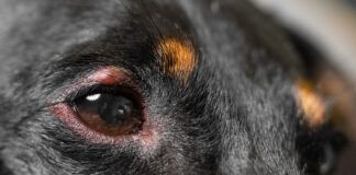 A dog stye can be treated at home, but redness does not always mean a stye.
