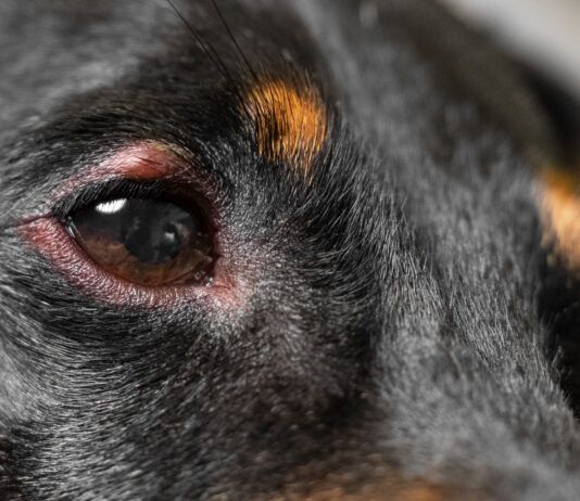 Home Care for Dog Stye A dog stye can be treated at home, but redness does not always mean a stye.