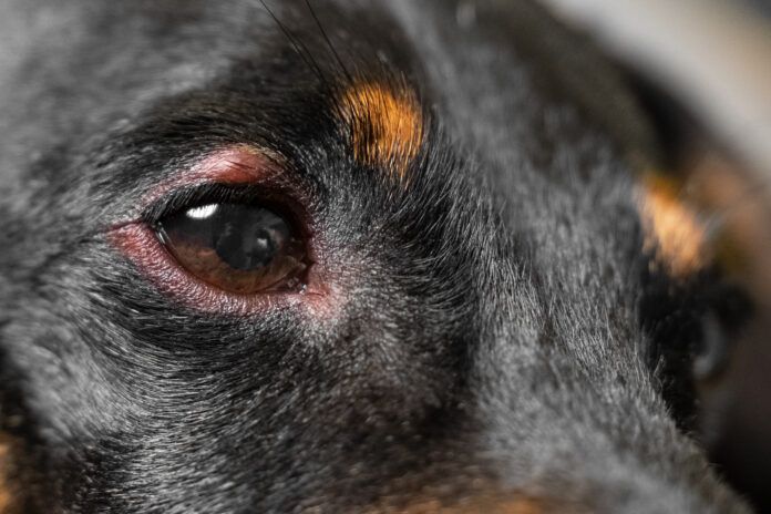 Close up of redness and bump in the eye of a dog. conjunctivitis eyes of dog. Medical and Health care of pet concept. A dog stye can be treated at home, but redness does not always mean a stye.